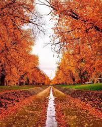 Follow The Golden Brick Road Autumn Is In Full Swing In Visitcanberra As Carolelvin Discovered There Are Dazzling Shades Of Red And Gold Around Every C Host