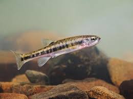 Baitarani river, banas river, barak river, barakar river, beas river, berach river, betwa river, bhadra river, bhagirathi. Guide To Small River Fish Where To See And How To Identify Countryfile Com