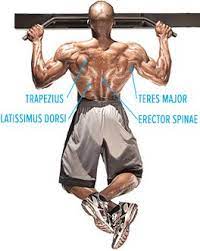 On this page, you'll learn about each of these muscles, their locations and functional anatomy. 5 Training Routines To Build Your Back Fast Bodybuilding Com