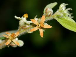 Image result for Grewia holstii