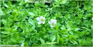 باكوبا منيرة monnier waterhyssop قسم النبات المائي النبات معلومان عامه معلوماتية نبات حيوان اسماك فوائد plants herbs