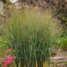 Image result for Panicum pusillum