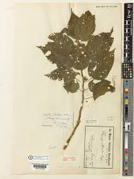 Image result for Laportea alatipes