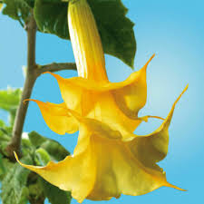 Image result for Brugmansia aurea
