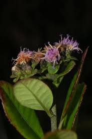 Image result for Vernonia ischnophylla