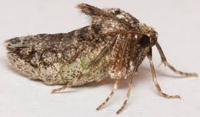 Image result for Operophtera brumata