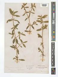 Image result for Alternanthera tenella