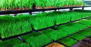 Why Hydroponics Farming Is The Future Of Agritech How to start your hydroponic farm?