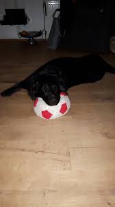 Check spelling or type a new query. Flat Coated Retriever Puppies For Sale In Pa Bmo Show