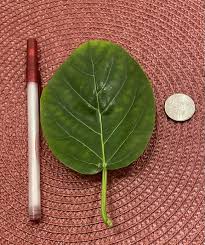 Image result for Premna senensis