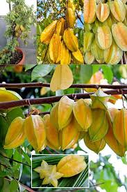 Image result for Averrhoa carambola