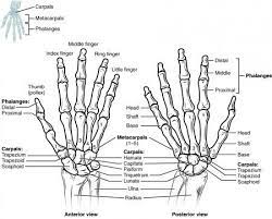 The Bones Of The Hand And Wrist Upper Limb Anatomy Anatomy And Physiology Hand Bone Anatomy