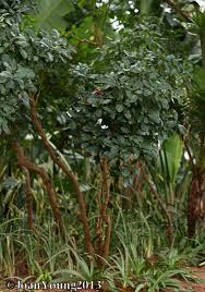 Image result for Psychotria capensis