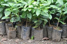 It was founded in the early 20th century. Coffee Plantation Picture Of Hacienda Pomarrosa Puerto Rico Tripadvisor