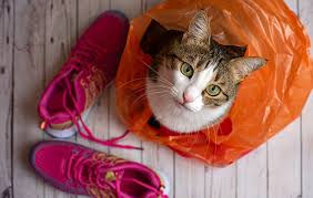 It's fun and taste good! Why Is My Cat Obsessed With Carrier Bags Your Cat