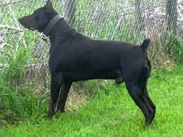 Canis Panther Dog Breed History And Controversy Httpvoicesyahoocom Canis-panther-dog-breed-history-8074798htmlcat53 Dog Breed Photos Dogs Working Dogs