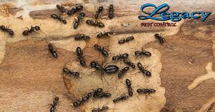 Utah's #1 source for pest control utah services | utahpestcontrol.com. Most Harmful Pests In Utah Homes Legacy Pest Control