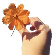 Orange Flower Png Aesthetic Images Pretty Flowers Instagram