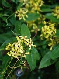 Image result for Tristellateia