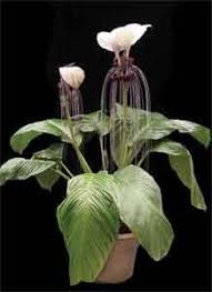 Mar 31, 2021 · this is not true. 46 Plants Flowers That Don T Need Sun Ideas Plants Planting Flowers House Plants