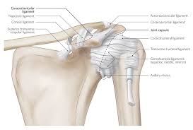 The roof of the shoulder is formedby a part of the scapula called the acromion. Shoulder And Axilla Amboss