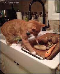 Pin On Funny Cat Gifs