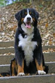 The mother takes care of them by keeping them close to her and providing. 310 Bernese Mountain Dog Ideas Bernese Mountain Dog Mountain Dogs Bernese Mountain