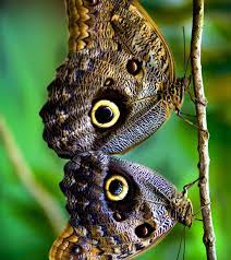 Mariposas Buhos Caligo Su Nombre Cientifico Nombre Cientifico Buhos Cientificos