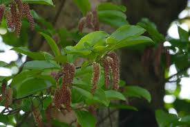 Image result for Homalium