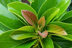 Pada klien dengan masalah ketidakefektifan perfusi jaringan otak, inovasi pemberian seduhan daun alpukat bisa dilakukan pada pasien yang mengalami hipertensi. Berikut 5 Manfaat Daun Alpukat Bagi Kesehatan Dan Cara Mengolahnya
