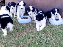 Border Collies Skaaphondjies Ladysmith Dogs Puppies Public Ads 167932