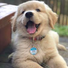 Cutie Golden Retriever Retriever Dog Sporting Dog Pet Canine Hunting Dog Puppy Cute Golden Domestic Breed Fluffy Dogs Puppies Retriever Puppy