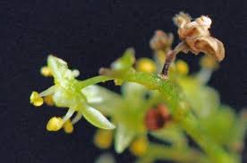 Image result for Searsia leptodictya