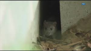 Even if you perform all the necessary precautions and measures to keep your home clean, pests can still find a way to enter your home and bother you and the entire household. Rats East Tennessee Pest Control Businesses Report Increase In Calls About Rodents Wbir Com