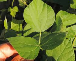 Image result for Rhynchosia viscosa