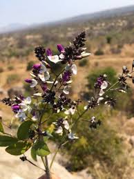 Image result for Philenoptera bussei