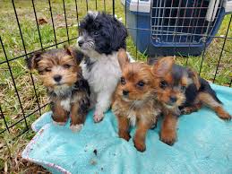 We did not find results for: Morkie Puppies For Sale Naples Fl 326181 Petzlover