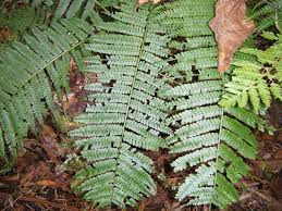 Image result for Marattiaceae