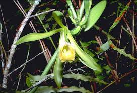 Image result for Vanilla polylepis