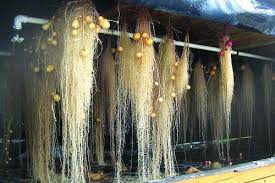 So Can I Just Get A Piece Of Styrofoam And Make A Dwc Raft For Some Sweet Potato Slips And Float Them In The Fish Tank Not My Pic R Aquaponics