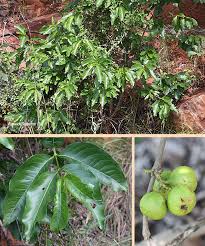 Image result for Vangueria madagascariensis
