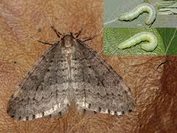 Image result for Operophtera fagata