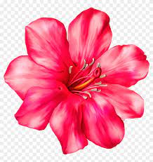Download high quality tropical flower clip art from our collection of 65,000,000 clip art graphics. Exotic Pink Flower Png Clipart Picture Tropical Flower Clip Art Free Transparent Png Clipart Images Download