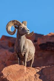 Desert Bighorn Sheep Ram By Sue Cosens Photography On 500px Wild Animals Photography Animals Animals Wild