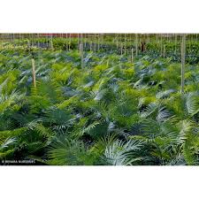 Image result for Cycas thouarsii