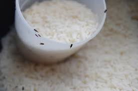 Sugars and high sugar content drink mixes should be stored without oxygen absorbers as another option is to seal the rice in mylar bags with oxygen absorbers. How To Store Rice Long Term Bird S Eye Meeple