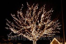 Google Image Result For Http Www Lovechristmaslights Com Images How To Finis Christmas Lights Outdoor Trees Outdoor Christmas Lights Hanging Christmas Lights