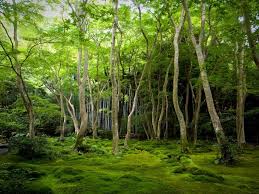 Check spelling or type a new query. Japanese Maple Grove With Carpet Of Moss Zen Garten Kyoto Moosgarten