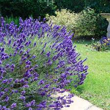 Allez voir nos pages de conseils de jardinage. Plantes D Exterieur Sans Arrosage 15 Photos Pour Faire Votre Choix Cote Maison