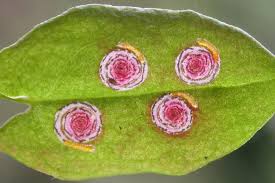 Image result for Enteucha acetosae